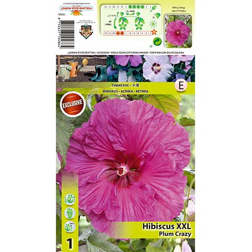 Roseneibisch XXL Plum Crazy interface.art Bild 1 Roseneibisch XXL Plum Crazy interface.image 1 interface.art 70417