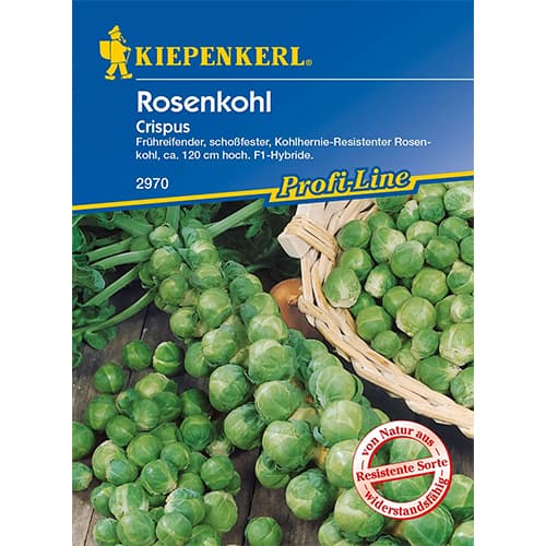 Rosenkohl Crispus F1 interface.art Bild 1 Rosenkohl Crispus F1 interface.image 1 interface.art 96658