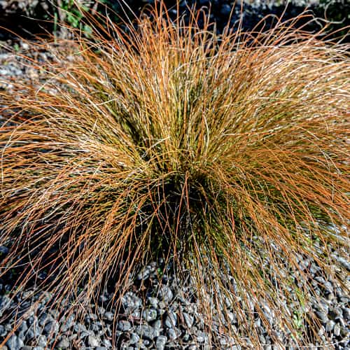 Rote Segge Prairie Fire interface.art Bild 1 Rote Segge Prairie Fire interface.image 1 interface.art 5869