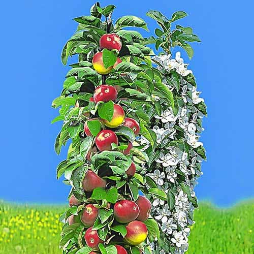 Säulenapfel früh, С2 interface.art Bild 1 Säulenapfel früh, С2 interface.image 1 interface.art 1932
