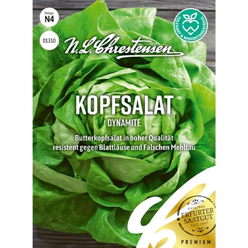 Kopfsalat Dynamite Chrestensen interface.art Bild 1 Kopfsalat Dynamite Chrestensen interface.image 1 interface.art 86053