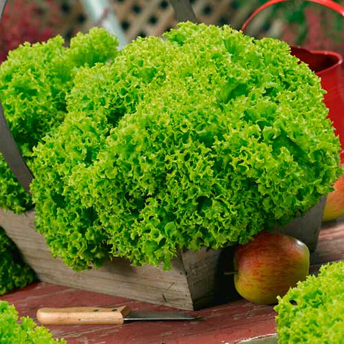 Salat Lollobrigida interface.art Bild 1 Salat Lollobrigida interface.image 1 interface.art 96677