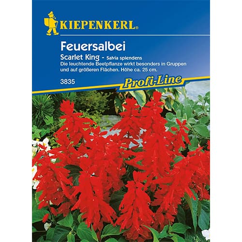 Feuersalbei Scarlet King interface.art Bild 1 Feuersalbei Scarlet King interface.image 1 interface.art 86265