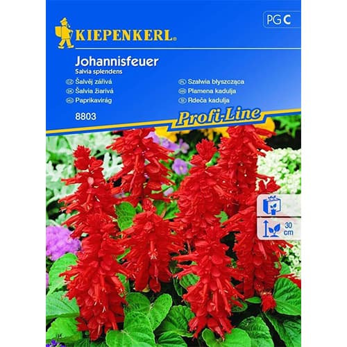 Feuersalbei Splendes interface.art Bild 1 Feuersalbei Splendes interface.image 1 interface.art 96568