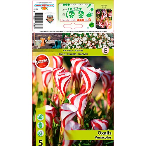 Sauerklee (Oxalis) Versicolor interface.image 1 interface.art 67440