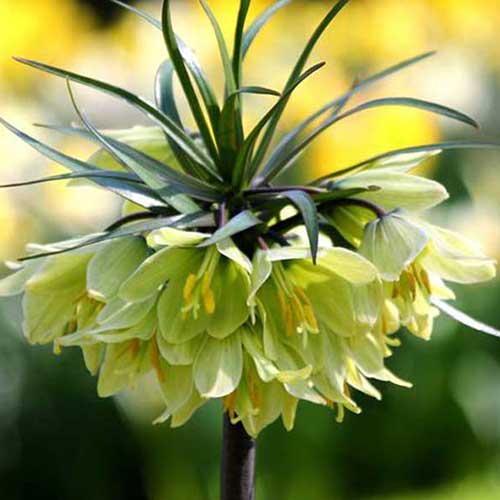 Schachbrettblume (Fritillaria) Raddeana interface.image 1 interface.art 70244