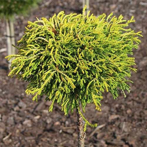 Scheinzypresse Gitte, C4 interface.image 1 interface.art 8244