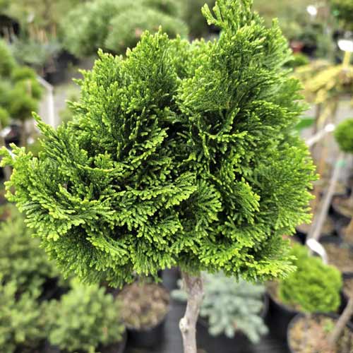 Scheinzypresse Nana Gracilis, C4 interface.image 1 interface.art 8245