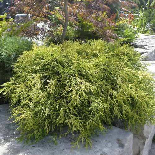 Scheinzypresse Sungold, С3 interface.image 1 interface.art 7761