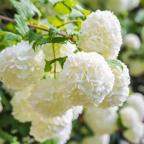 Schneeball Roseum interface.image 1 interface.art 9048