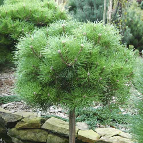 Schwarzkiefer Brepo, C5 interface.image 1 interface.art 8255