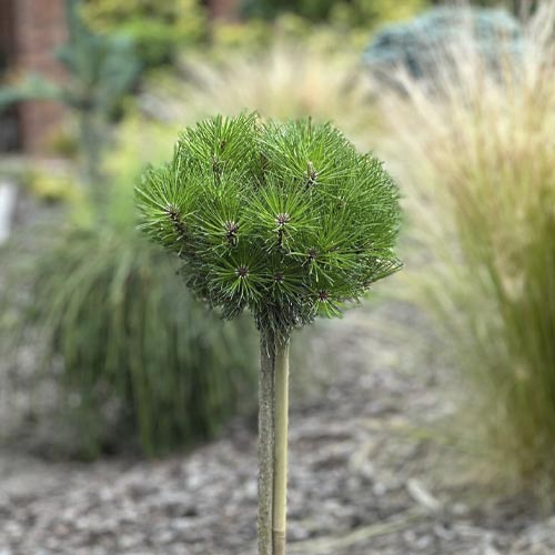 Schwarzkiefer Merci PBR, C5 interface.image 1 interface.art 8256