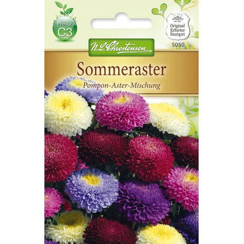 Sommeraster Pompon - Aster interface.art Bild 1 Sommeraster Pompon - Aster interface.image 1 interface.art 78893