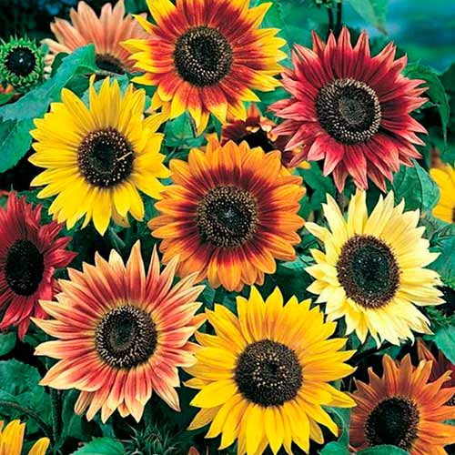 Sonnenblumen Beauty Giant, mix interface.art Bild 1 Sonnenblumen Beauty Giant, mix interface.image 1 interface.art 96576