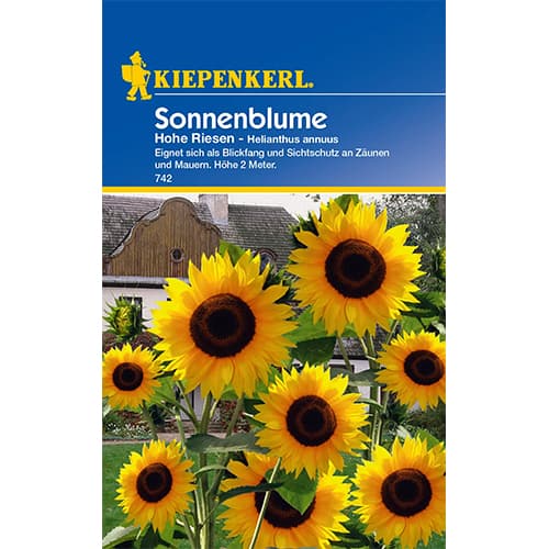 Sonnenblume Hohe Riesen interface.art Bild 1 Sonnenblume Hohe Riesen interface.image 1 interface.art 77406