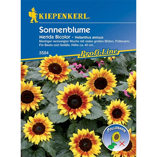 Sonnenblume Merida Bicolor interface.art Bild 1 Sonnenblume Merida Bicolor interface.image 1 interface.art 86324