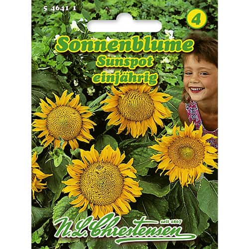 Sonnenblume Sunspot interface.art Bild 1 Sonnenblume Sunspot interface.image 1 interface.art 86152