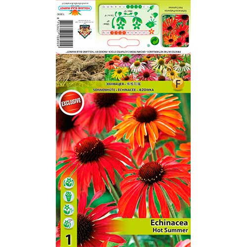 Sonnenhut Hot Summer interface.art Bild 1 Sonnenhut Hot Summer interface.image 1 interface.art 76627