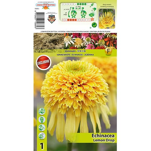 Sonnenhut Lemon Drop interface.art Bild 1 Sonnenhut Lemon Drop interface.image 1 interface.art 77834