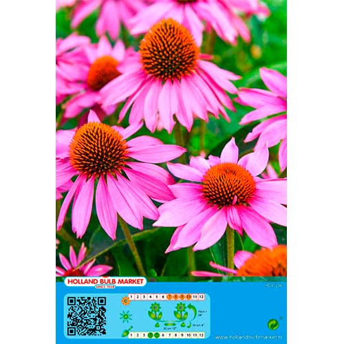 Sonnenhut Pink interface.art Bild 1 Sonnenhut Pink interface.image 1 interface.art 76435