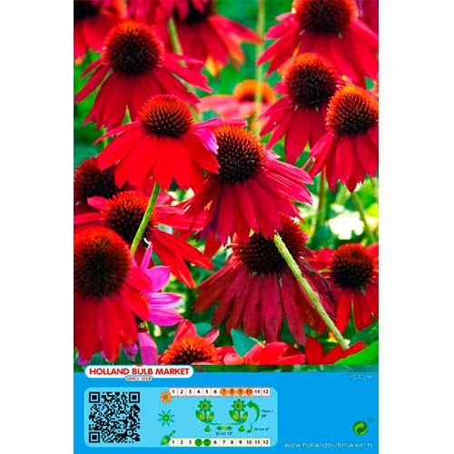 Sonnenhut Red interface.art Bild 1 Sonnenhut Red interface.image 1 interface.art 76436