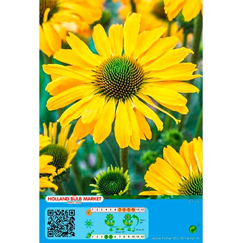 Sonnenhut Yellow interface.art Bild 1 Sonnenhut Yellow interface.image 1 interface.art 76437