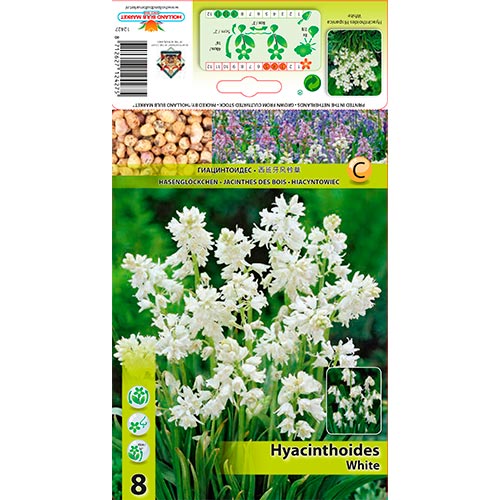 Spanische Hyazinthe weiß interface.image 1 interface.art 67370