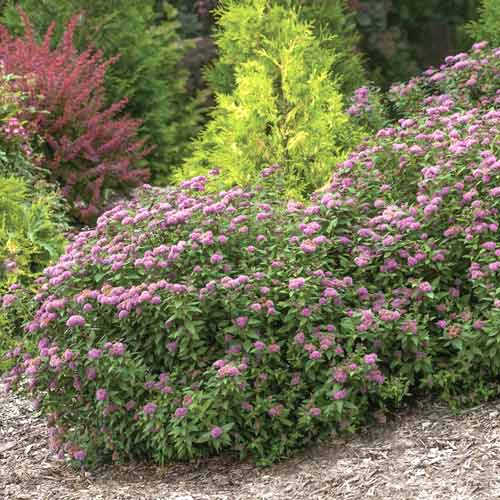 Spiere Double Play Artist ®, C3 interface.image 1 interface.art 8581