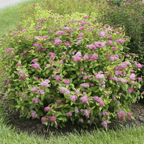 Spiere Double Play Big Bang ®, C3 interface.image 1 interface.art 8582