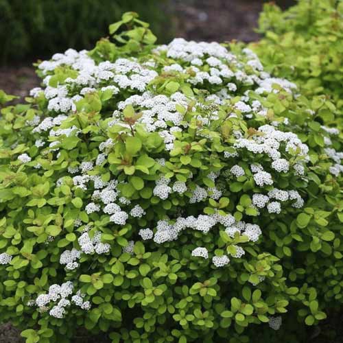 Spiere Tor Gold PBR, C2 interface.image 1 interface.art 8580