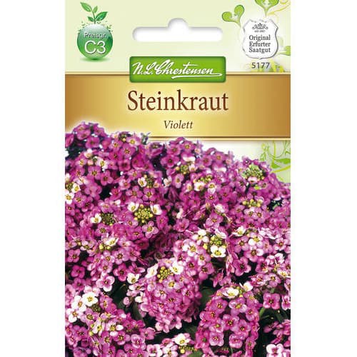 Steinkraut Violett interface.art Bild 1 Steinkraut Violett interface.image 1 interface.art 78919
