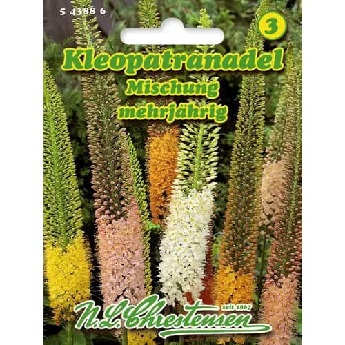Kleopatranadel Mischung interface.art Bild 1 Kleopatranadel Mischung interface.image 1 interface.art 96419