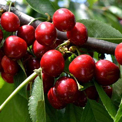 Süßkirsche Lydia, С2 interface.image 1 interface.art 7967