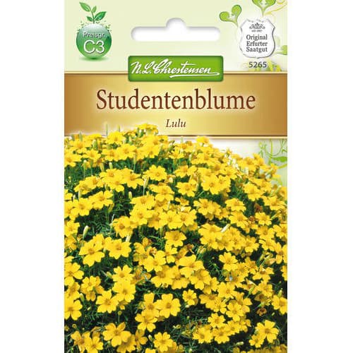 Studentenblume Lulu interface.art Bild 1 Studentenblume Lulu interface.image 1 interface.art 78940