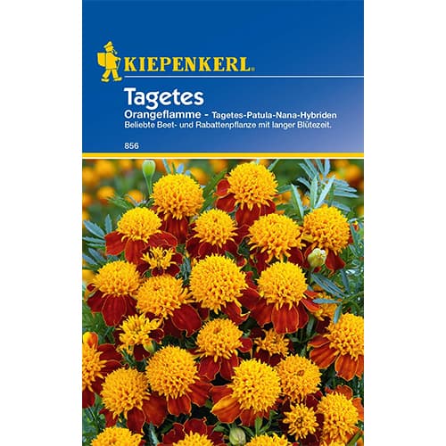 Tagetes Orangeflamme interface.art Bild 1 Tagetes Orangeflamme interface.image 1 interface.art 86542