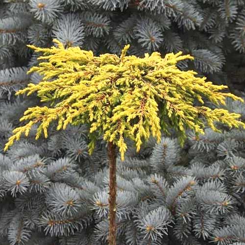 Teppichwacholder Goldschatz, С3 interface.image 1 interface.art 7736