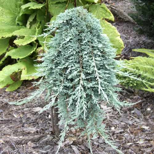 Teppichwacholder Icee Blue ®, C5 interface.image 1 interface.art 8247