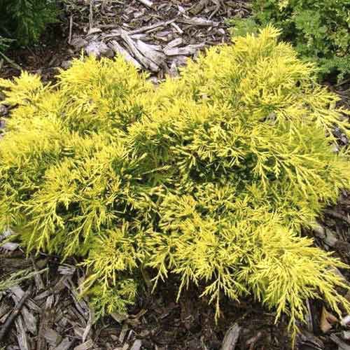 Teppichwacholder King of Spring, С3 interface.image 1 interface.art 7742