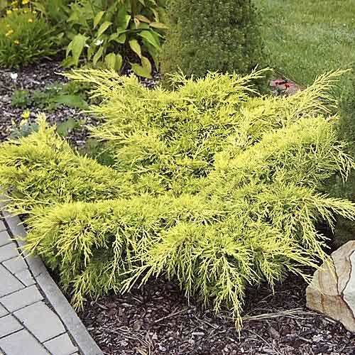 Teppichwacholder Old Gold, С3 interface.image 1 interface.art 7741