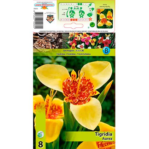 Tigerblume Aurea interface.art Bild 1 Tigerblume Aurea interface.image 1 interface.art 70450