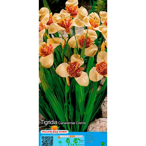 Tigerblume Creme interface.art Bild 1 Tigerblume Creme interface.image 1 interface.art 76501