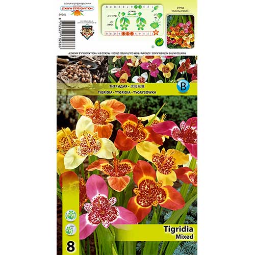 Tigerblume, Farbmischung interface.art Bild 1 Tigerblume, Farbmischung interface.image 1 interface.art 70321