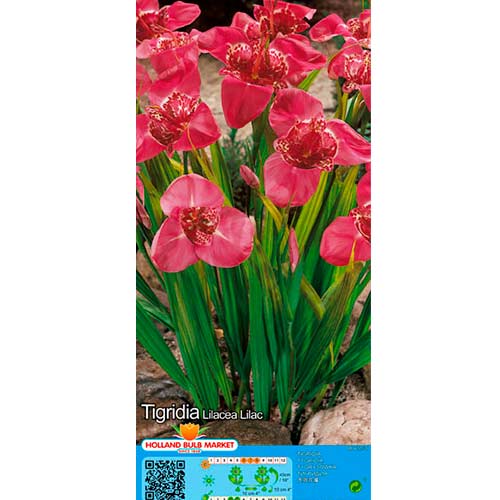 Tigerblume Lilac interface.art Bild 1 Tigerblume Lilac interface.image 1 interface.art 76502