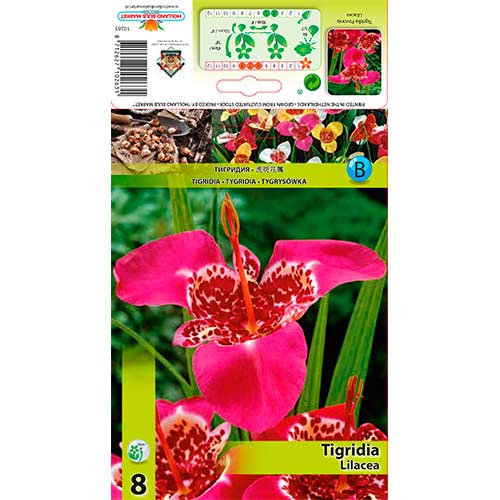 Tigerblume Lilacea interface.art Bild 1 Tigerblume Lilacea interface.image 1 interface.art 70451