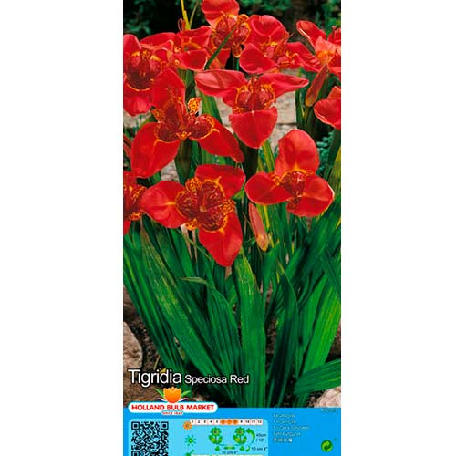 Tigerblume Red interface.art Bild 1 Tigerblume Red interface.image 1 interface.art 76503