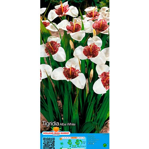 Tigerblume White interface.art Bild 1 Tigerblume White interface.image 1 interface.art 76504