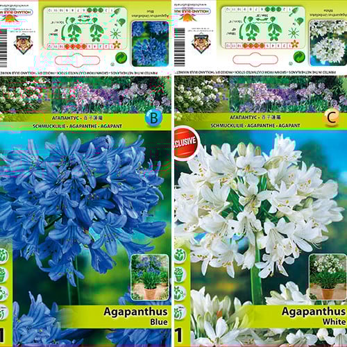 Tolles Angebot! Agapanthus, Set von 2 Sorten interface.art Bild 1 Tolles Angebot! Agapanthus, Set von 2 Sorten interface.image 1 interface.art 76516