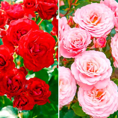 Tolles Angebot! Blumenstrauß-Rosen-Set Duo, Setzlinge 2er Set interface.art Bild 1 Tolles Angebot! Blumenstrauß-Rosen-Set Duo, Setzlinge 2er Set interface.image 1 interface.art 5209