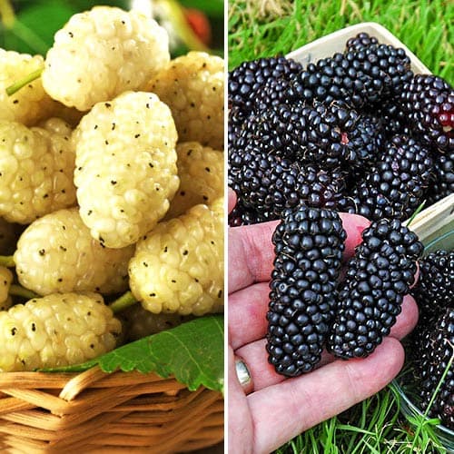 Maulbeere, Set mit 2 Setzlingen interface.image 1 interface.art 9318