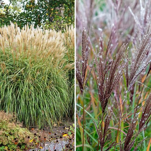 Tolles Angebot! Chinaschilf (Miscanthus) , Set mit 2 Setzlingen interface.art Bild 1 Tolles Angebot! Chinaschilf (Miscanthus) , Set mit 2 Setzlingen interface.image 1 interface.art 2036